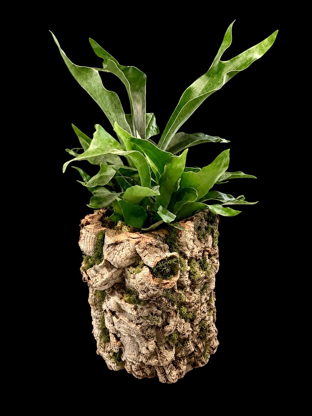 Cork Wood Staghorn Fern — botanical art by April Stiles
