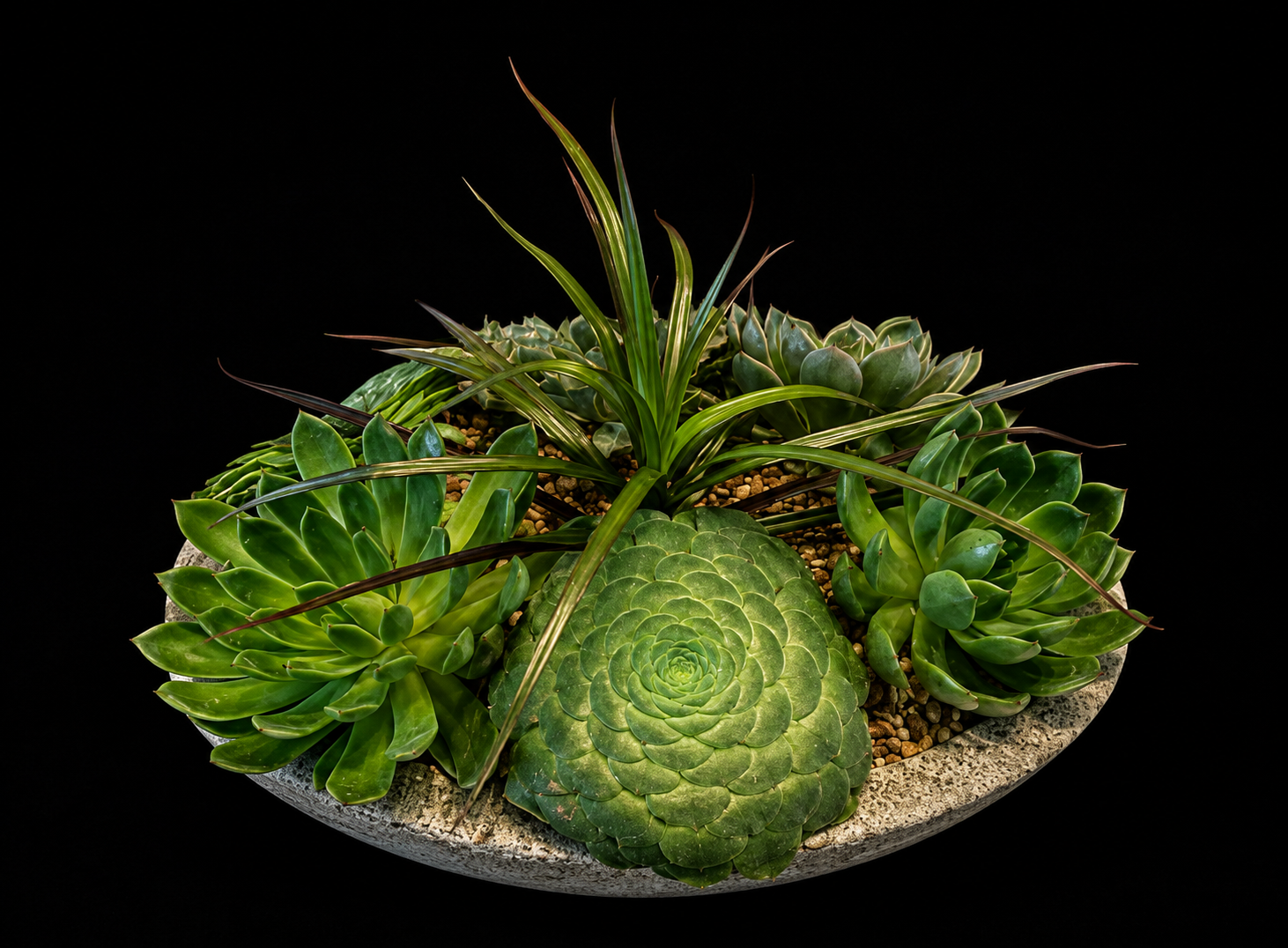 Stone Bowl Succulent Garden — botanical art by April Stiles
