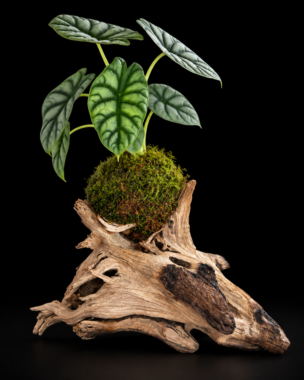 Silver Dragon on Cedar — botanical art by April Stiles