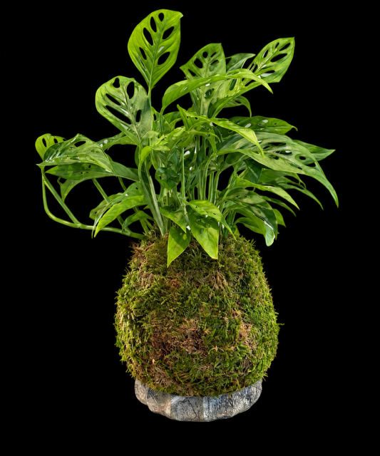 Monstera Adansonii Moss Ball — botanical art by April Stiles