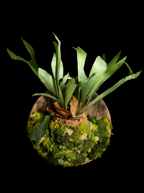 Natural Wood Staghorn Fern — botanical art by April Stiles