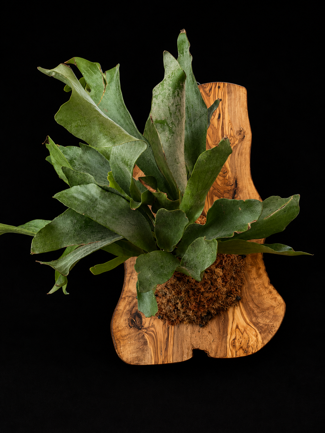 Olive Wood Staghorn Fern — botanical art by April Stiles