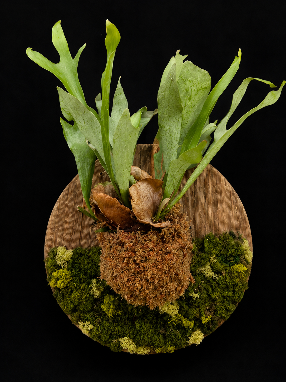 Natural Wood Staghorn Fern — botanical art by April Stiles