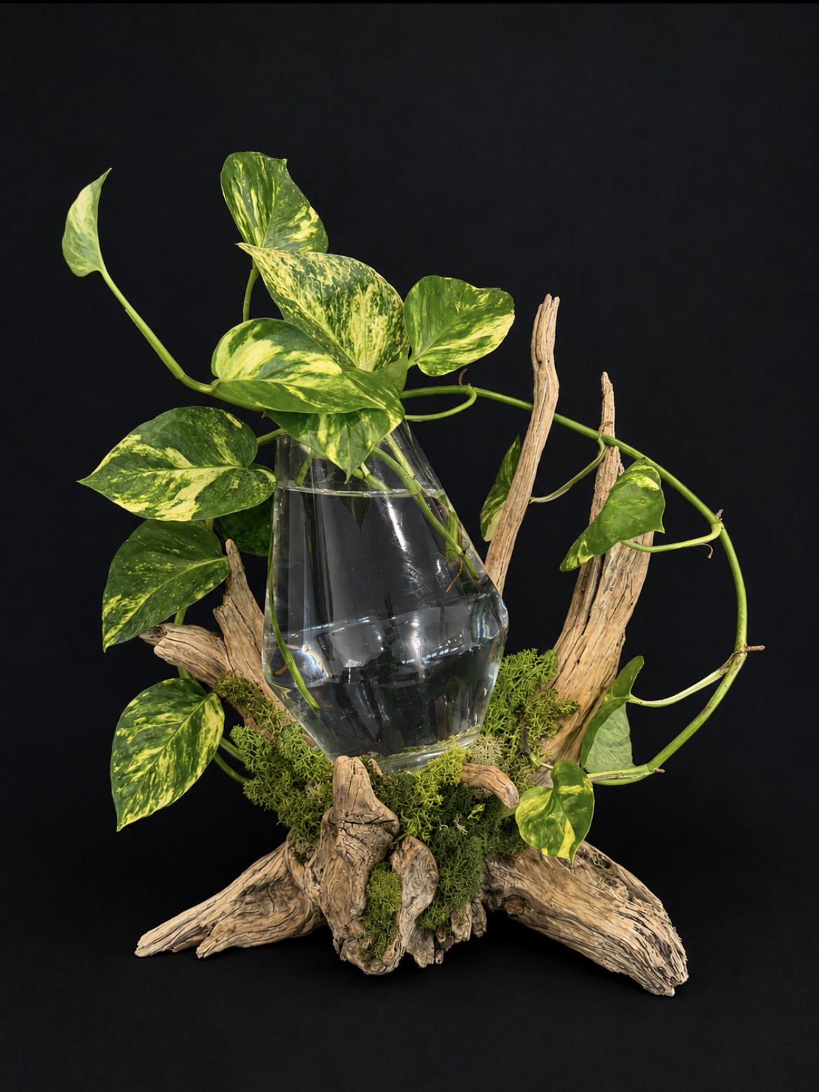 Driftwood Propagation Vase / Fish Tank — botanical art by April Stiles