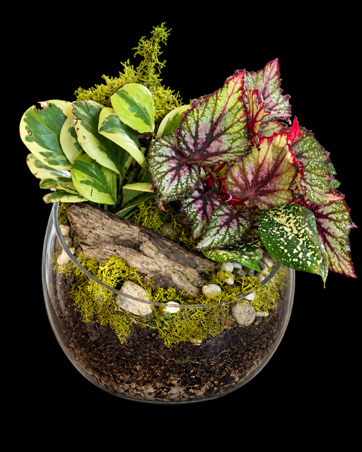 Rex Begonia & Pothos Bowl Terrarium — botanical art by April Stiles
