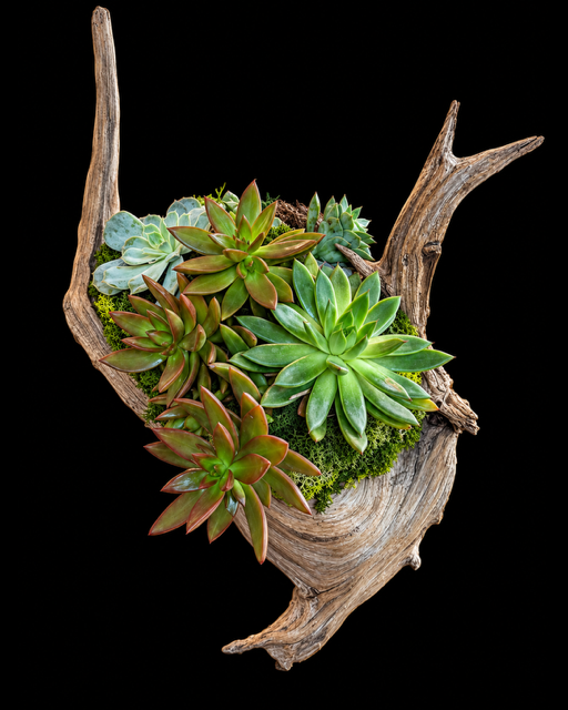 Driftwood Succulent Wall Art — botanical art by April Stiles