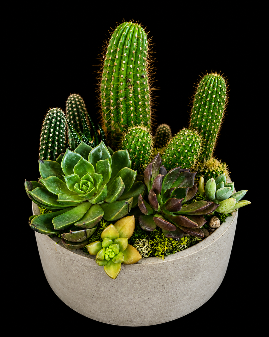 Cactus & Succulent Stone Garden — botanical art by April Stiles
