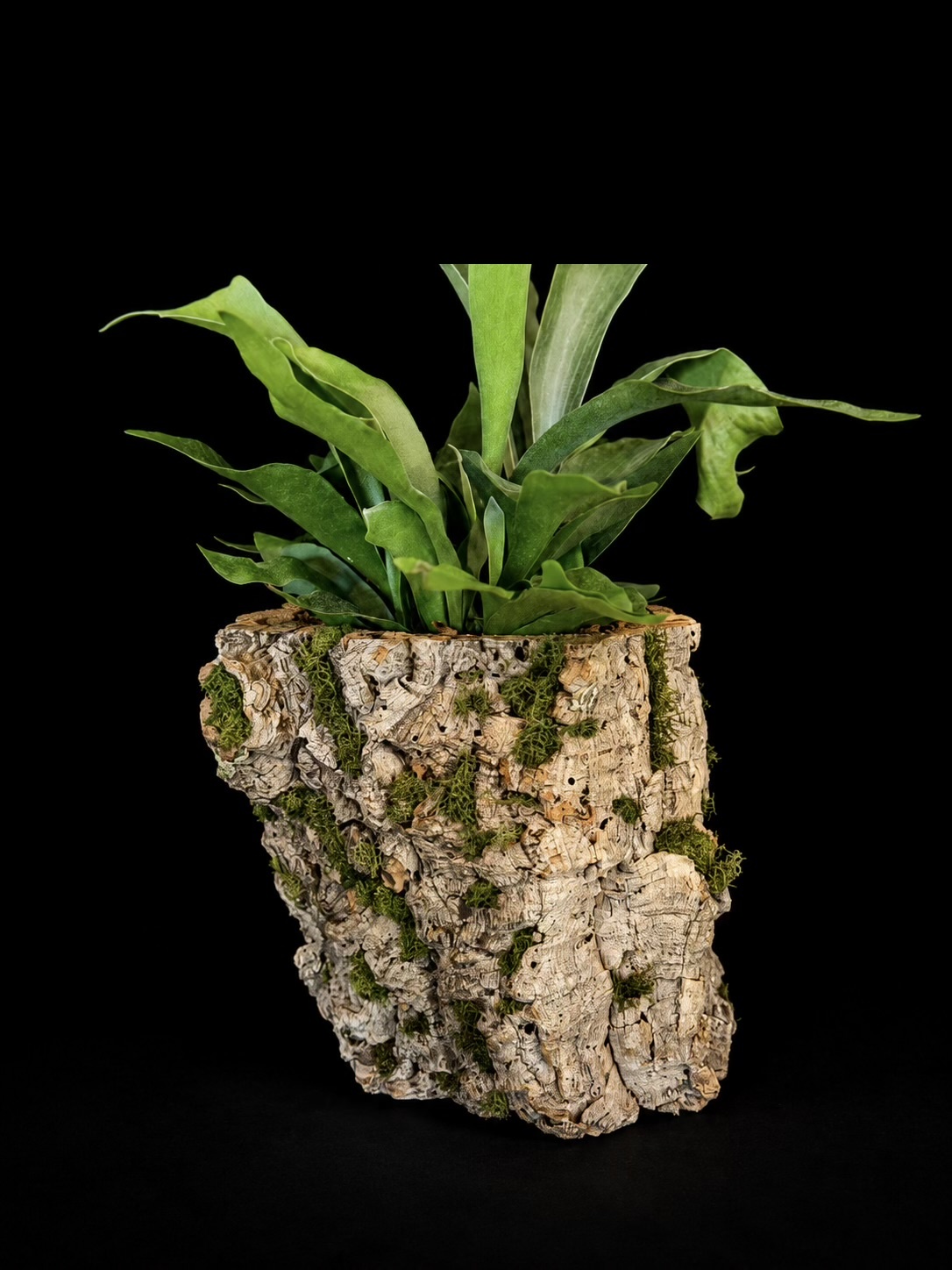 Cork Wood Staghorn Fern — botanical art by April Stiles
