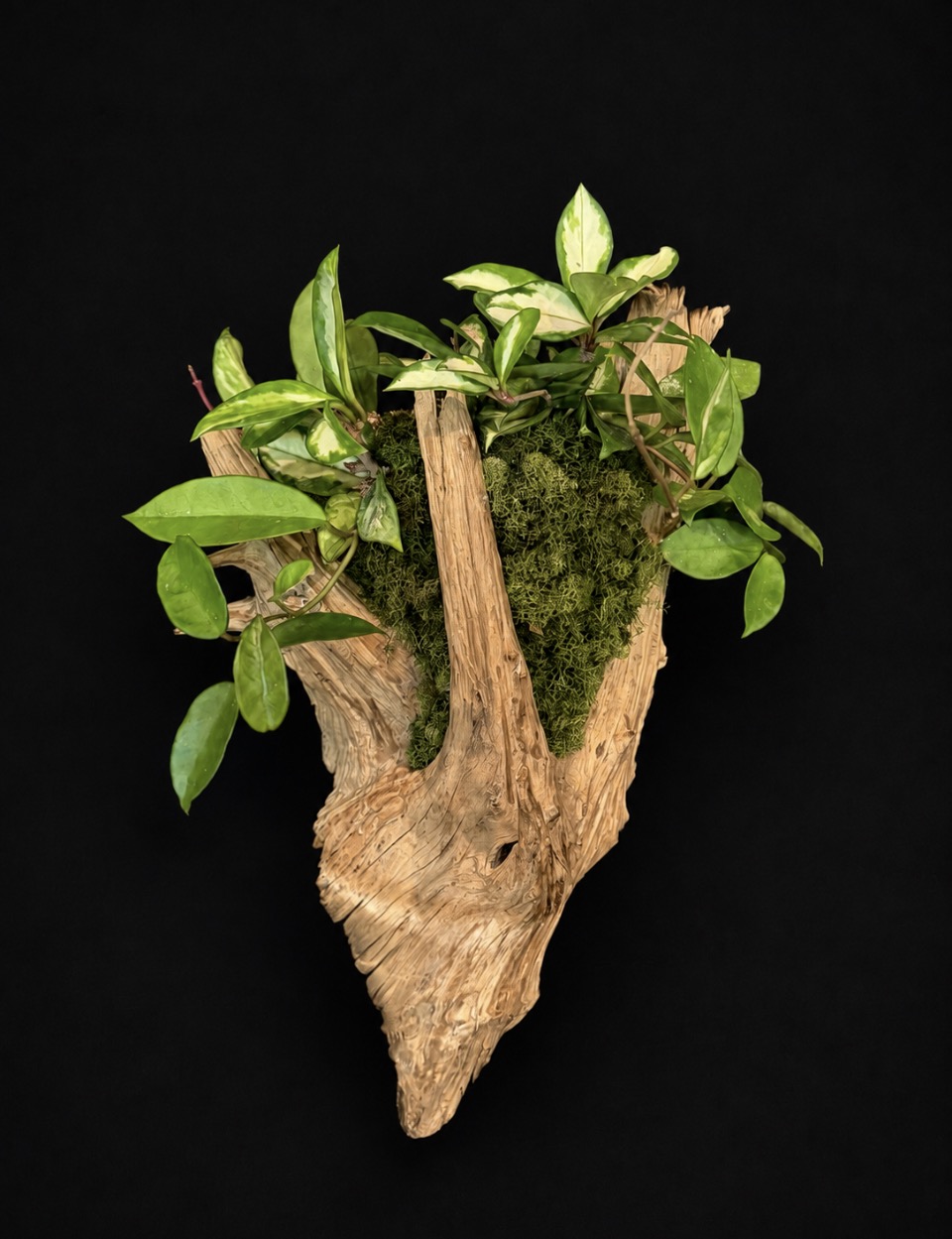 Driftwood Hoya — botanical art by April Stiles