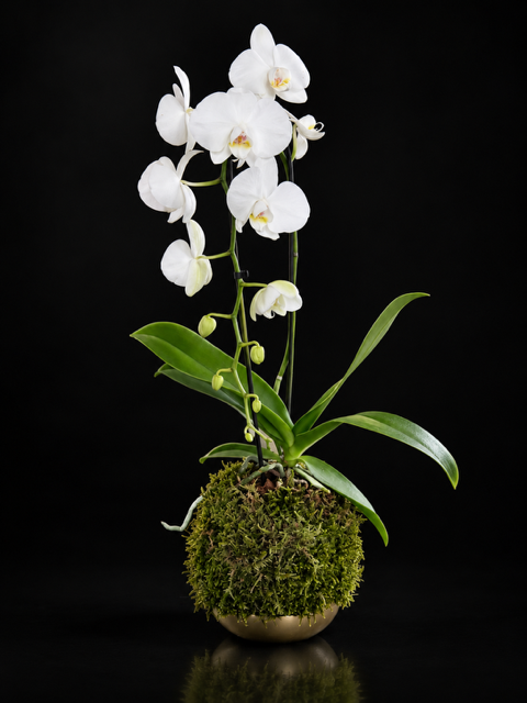 White Phalaenopsis Orchid Kokedama — botanical art by April Stiles