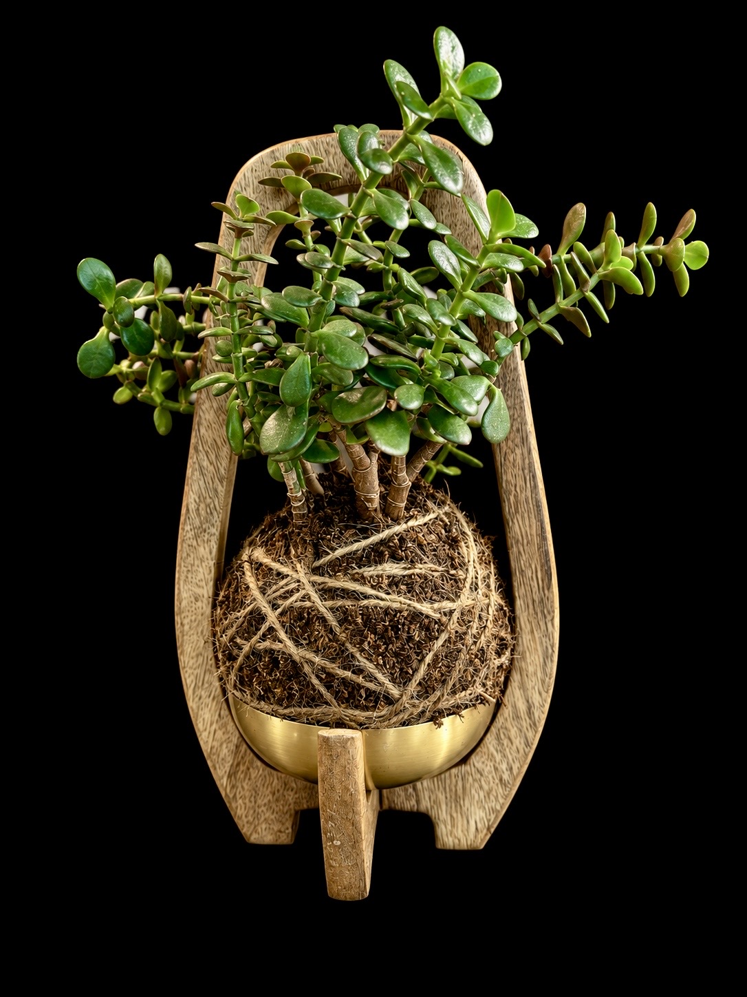 Jade Kokedama Hand-Wrapped Moss Ball + Wood Stand & Gold Bowl — botanical art by April Stiles