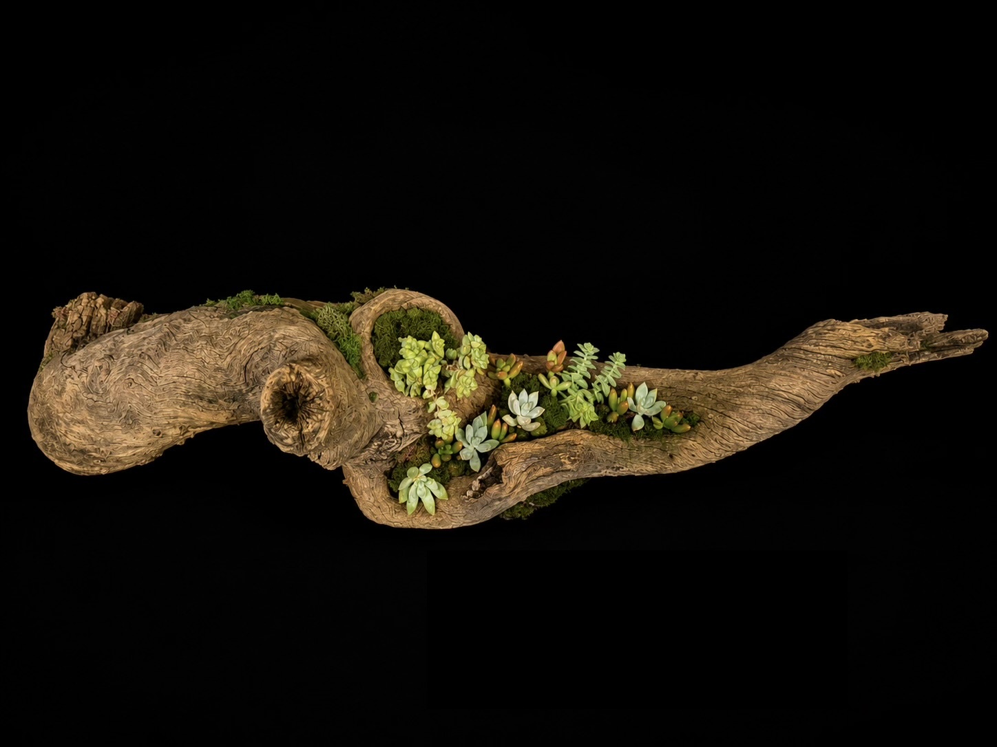 Oak Wood Succulent Centerpiece — botanical art by April Stiles