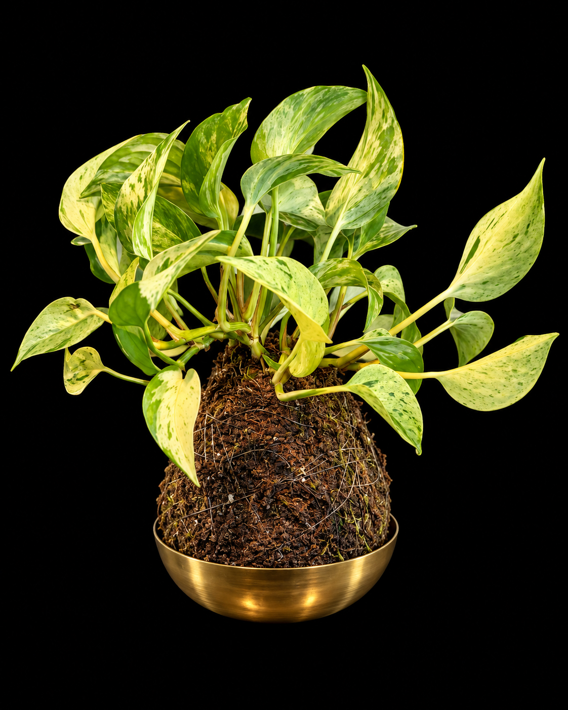 Varigated Pothos Moss Ball + Gold Bowl — botanical art by April Stiles