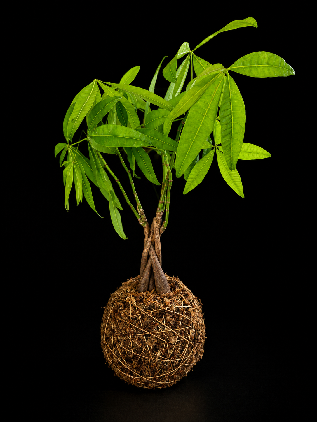 Money Tree Kokedama — botanical art by April Stiles