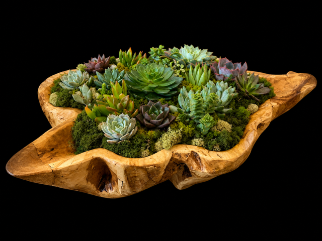 Succulent arrangement in a carved wooden bowl — botanical art by April Stiles