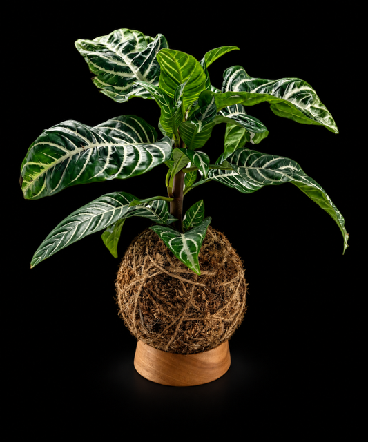 Zebra Plant in Wood Base — botanical art by April Stiles