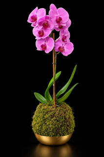 Pink Phalaenopsis Orchid Kokedama in Gold Bowl — botanical art by April Stiles