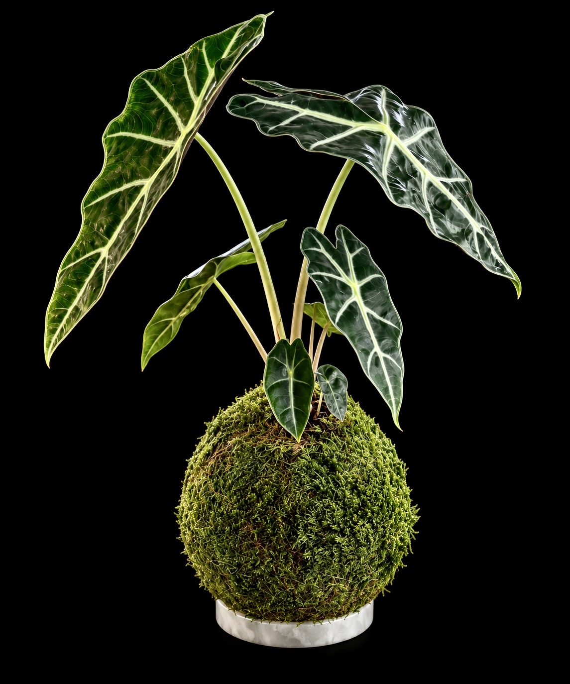 Alocasia in Vintage Italian Alabaster Bowl — botanical art by April Stiles