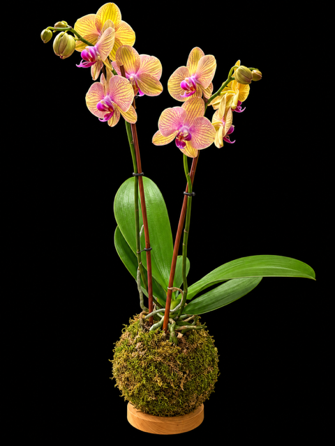 Yellow Phalaenopsis Orchid Kokedama — botanical art by April Stiles