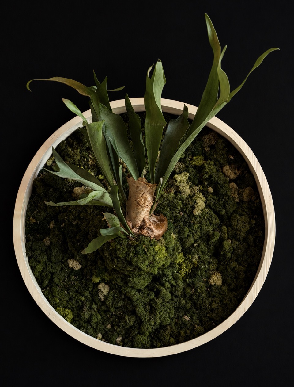 Wooden Frame Staghorn Fern — botanical art by April Stiles