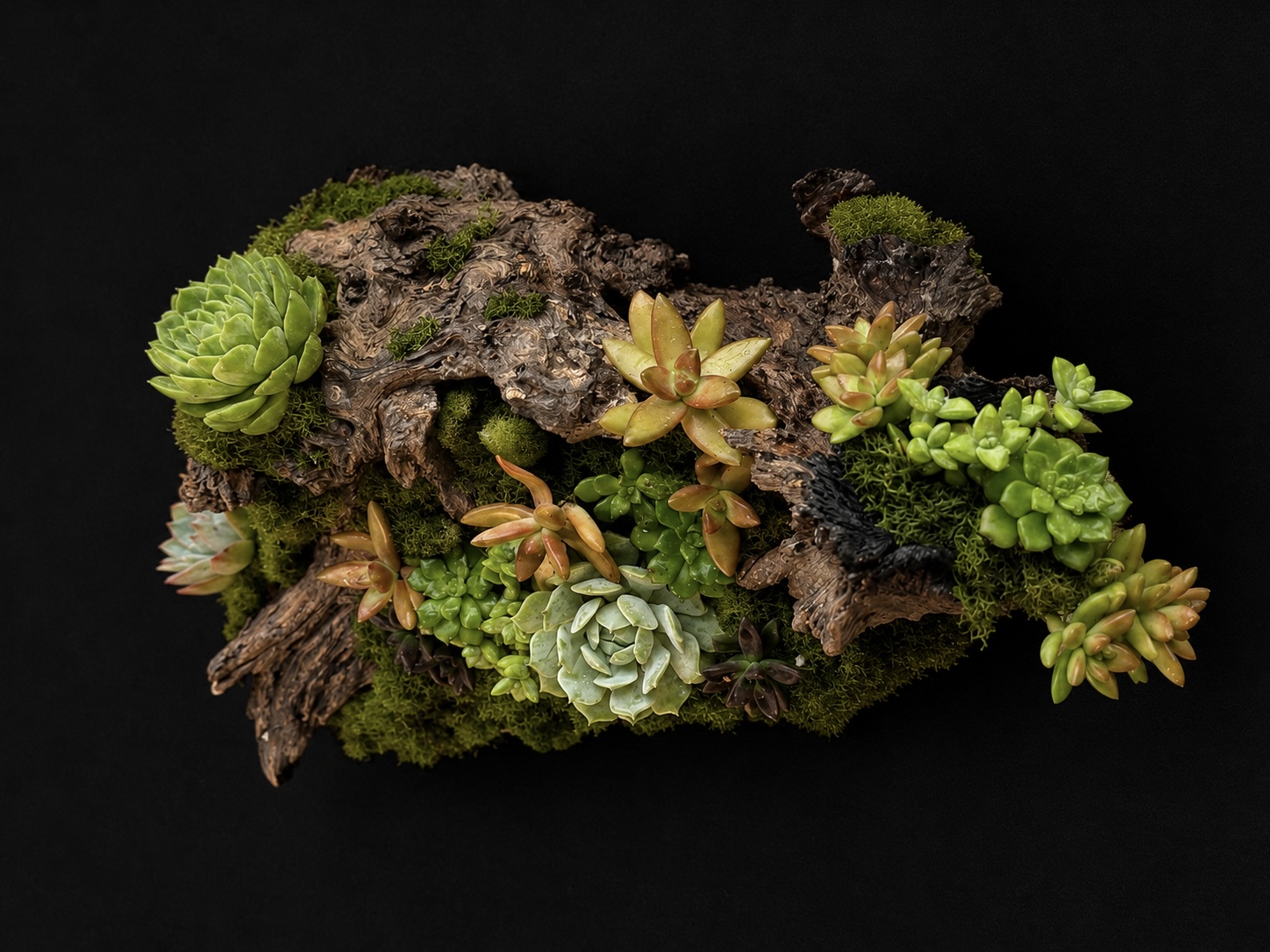Oak Wood Succulent Centerpiece — botanical art by April Stiles