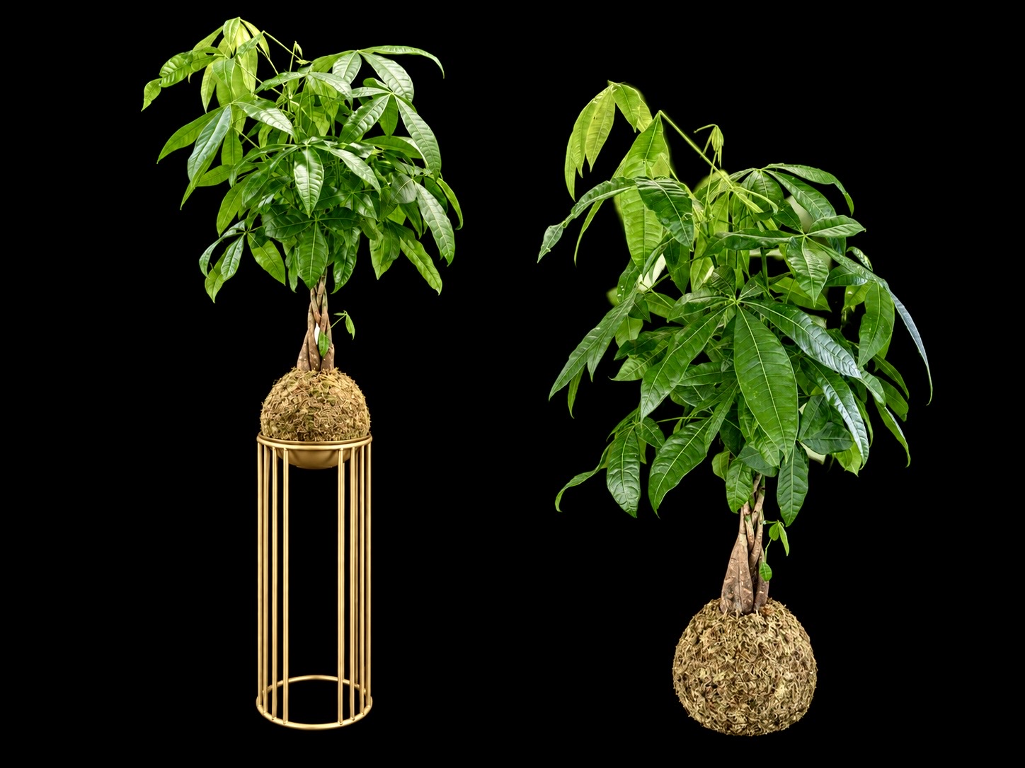 Money Tree Kokedama with Gold Stand — botanical art by April Stiles