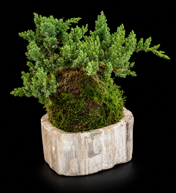 Juniper Moss Ball on Petrified Wood — botanical art by April Stiles