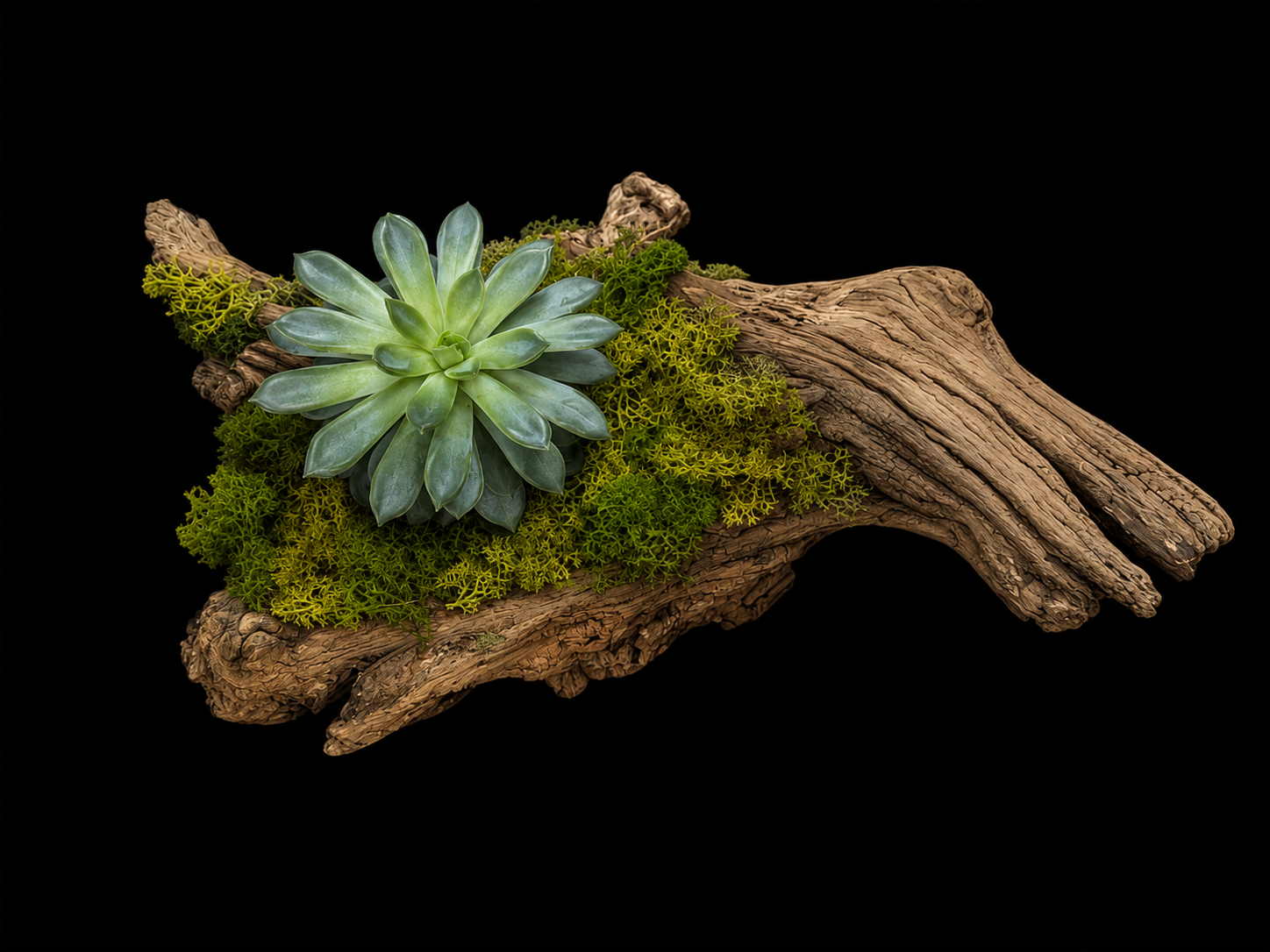 Driftwood Succulent & Moss — botanical art by April Stiles