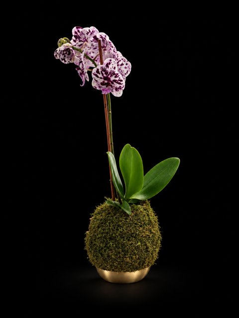 Spotted Phalaenopsis Orchid Kokedama — botanical art by April Stiles