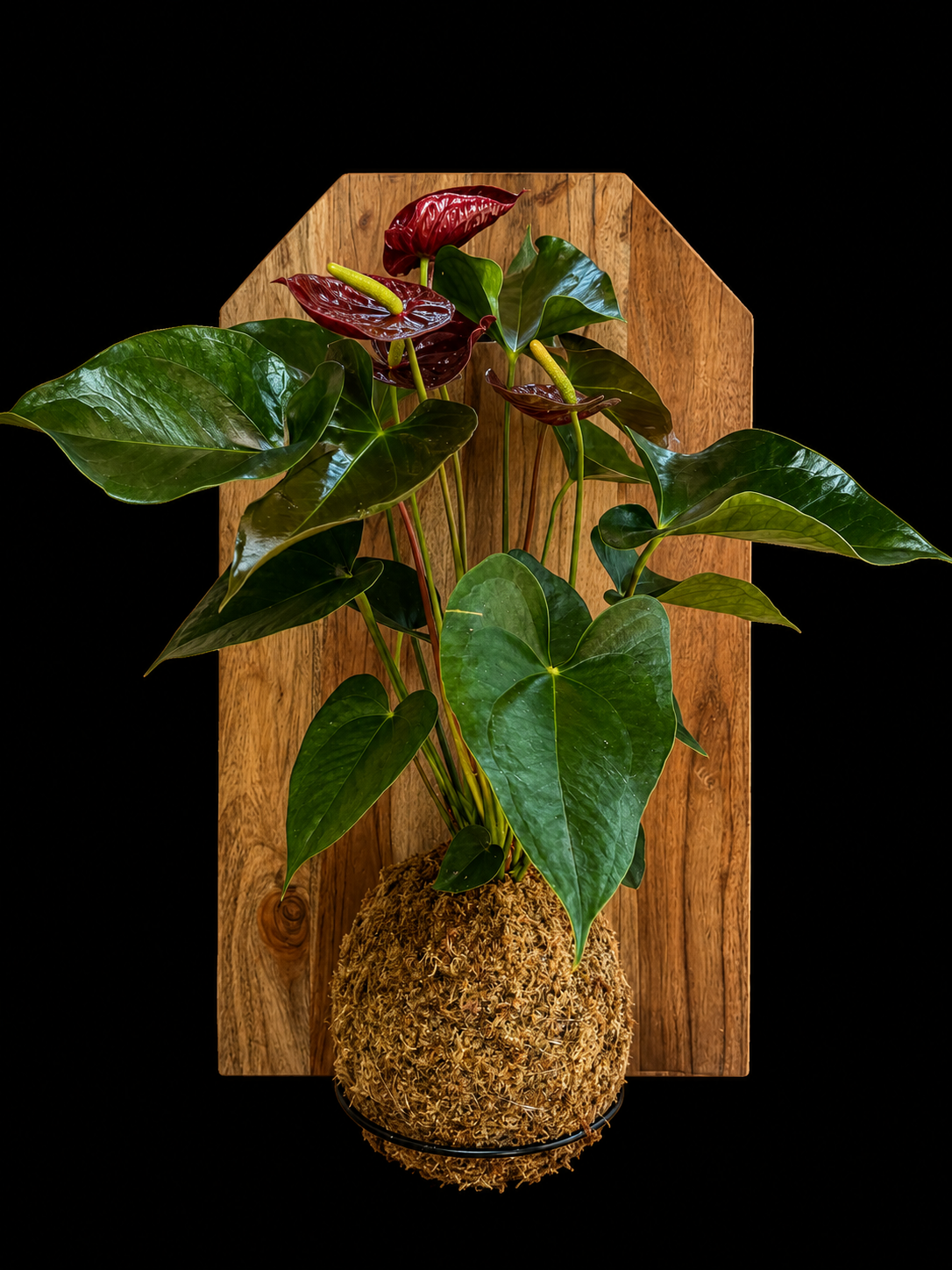 Acacia Wood Red Anthurium — botanical art by April Stiles