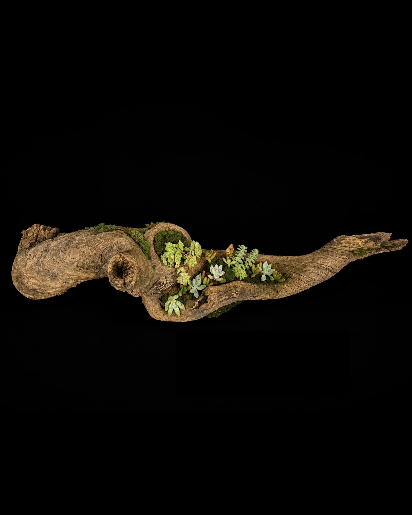 Oak Wood Succulent Centerpiece — botanical art by April Stiles