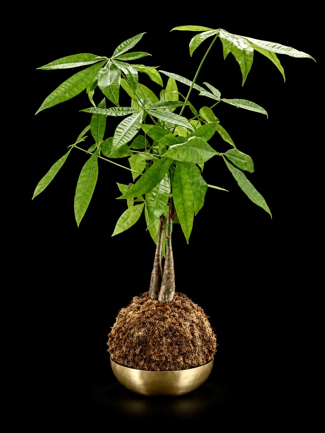 Money Tree Kokedama in Gold Bowl — botanical art by April Stiles