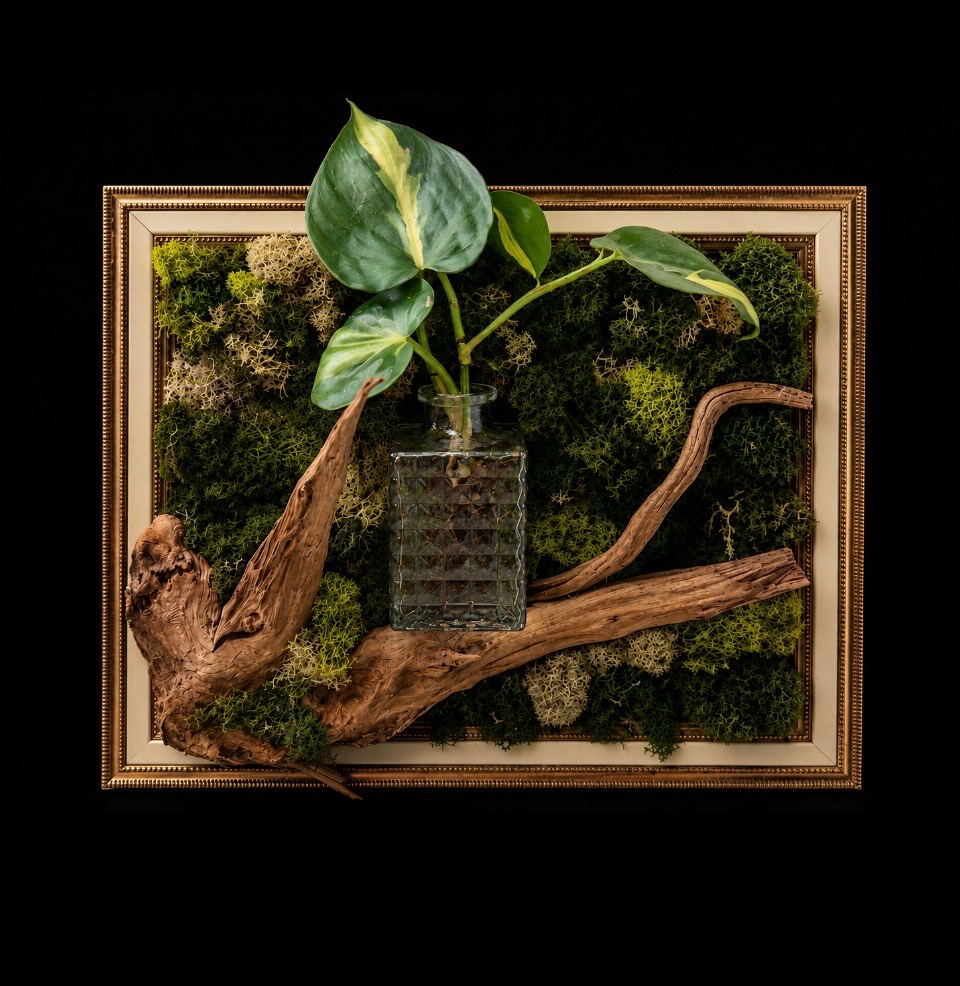 Driftwood Propagation Frame — botanical art by April Stiles