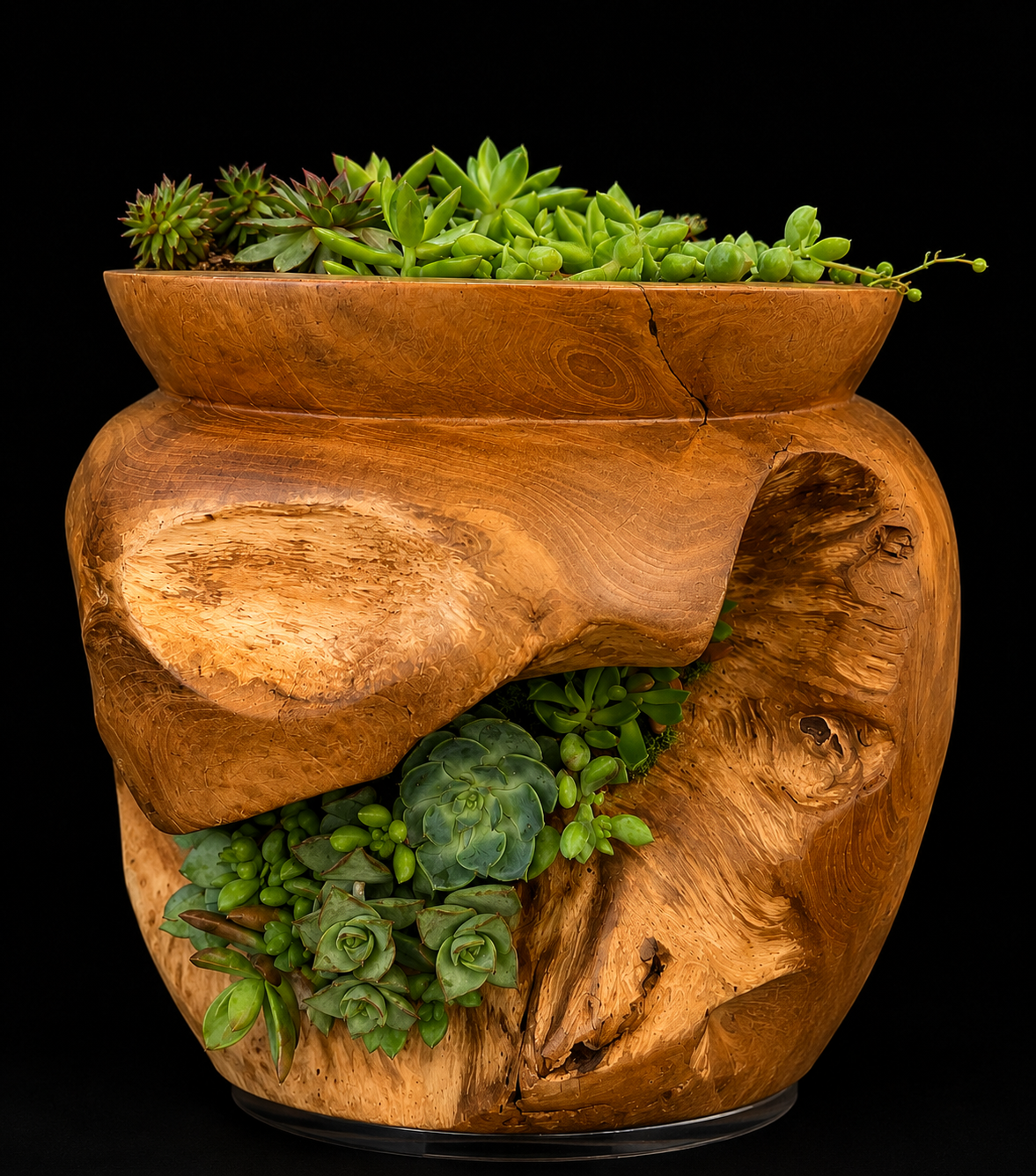 Teak Succulent Planter — botanical art by April Stiles