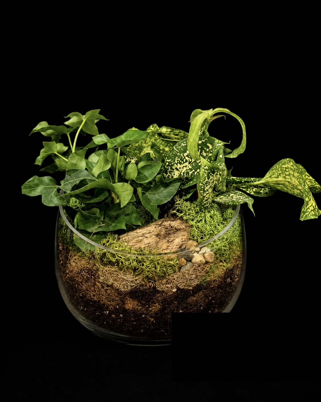 English Ivy & Gold Dust Dracaena Terrarium — botanical art by April Stiles