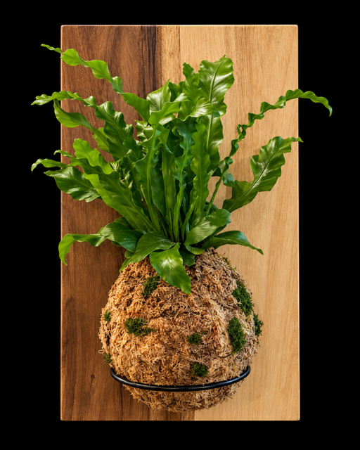 Acacia Wood Bird's Nest Fern — botanical art by April Stiles