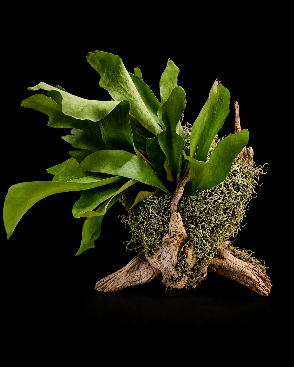 Driftwood Staghorn Fern — botanical art by April Stiles