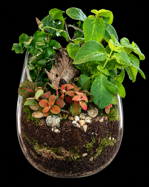 Ivy & Fittonia Teardrop Terrarium — botanical art by April Stiles