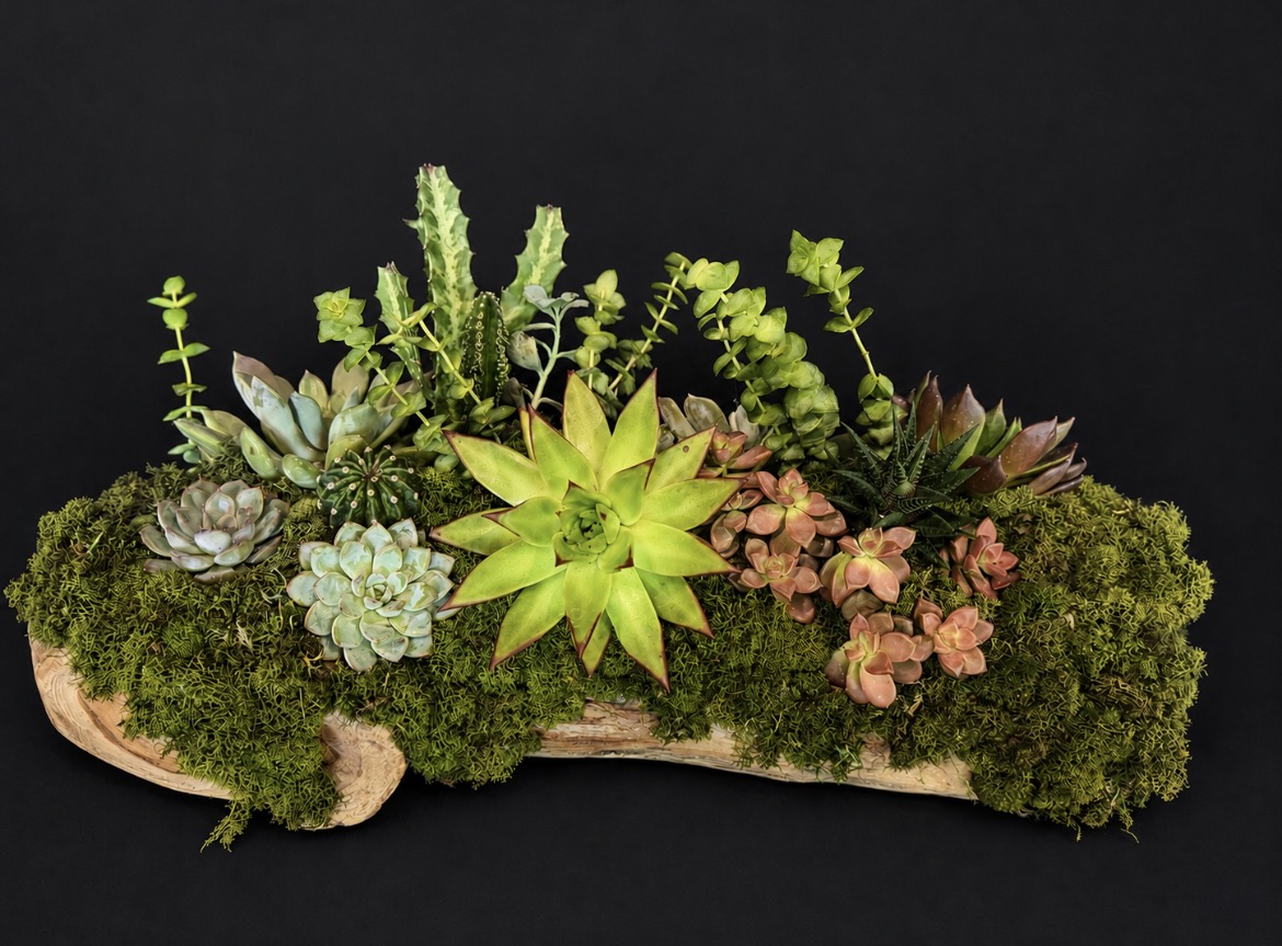Large succulent arrangement on a log base — botanical art by April Stiles