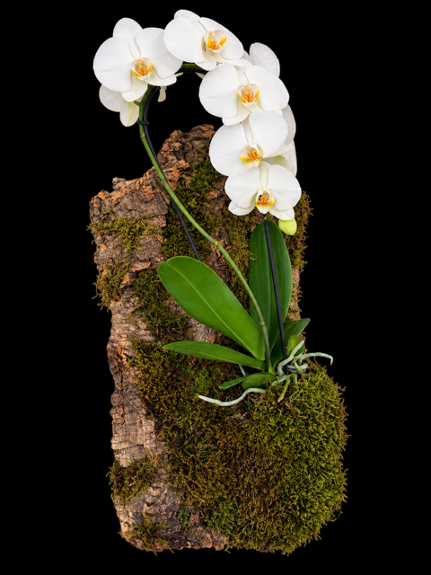 Wall-mounted Orchid on Cork Wood — botanical art by April Stiles