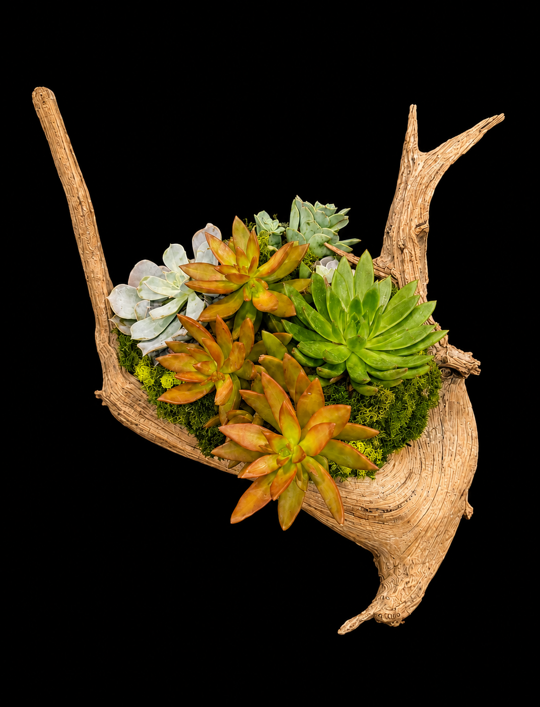 Driftwood Succulent Wall Art — botanical art by April Stiles